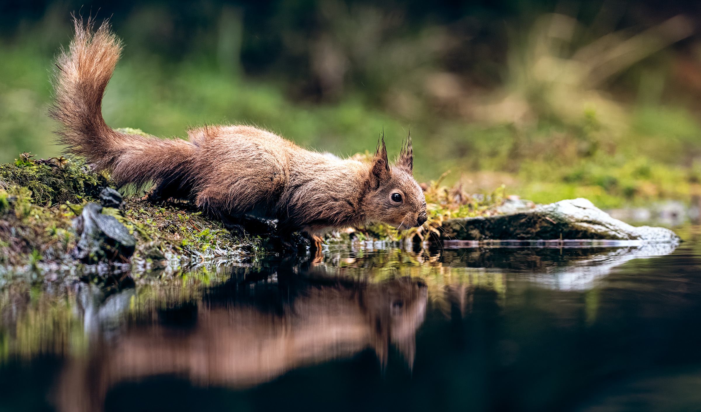 Red squirrel drinking beside a still woodland pool